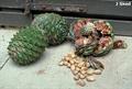 Araucaria bidwillii